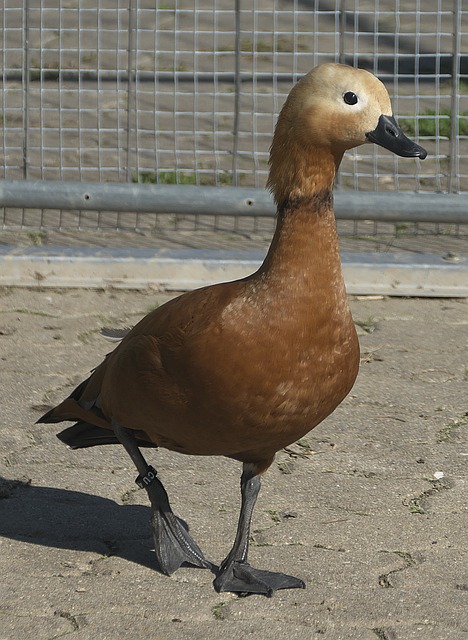 正确